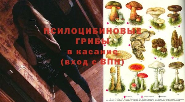 прущие грибы Абаза