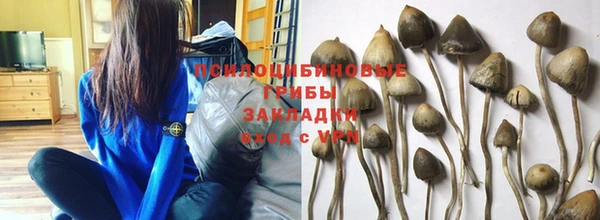 прущие грибы Абаза